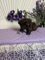 Tippy Coachella , a female Shih Tzu for sale in Abilene, TX – 2 of 3