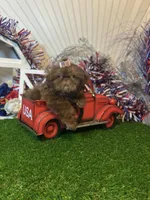 Chocolate Nico , a male Shih Tzu for sale in Abilene, TX – 9 of 10