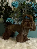 Hershey , a female Shih Tzu for sale in Abilene, TX – 4 of 9