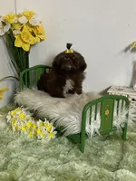 Kim chi, a male Shih Tzu for sale in Abilene, TX – 6 of 6