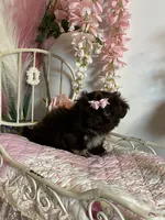 Tippy Coachella , a female Shih Tzu for sale in Abilene, TX – 10 of 10