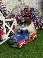 Wesley, a male Shih Tzu for sale in Abilene, TX – 3 of 6