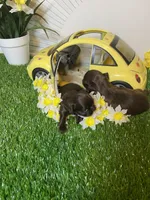 Mommas baby boy, a male Shih Tzu for sale in Abilene, TX – 4 of 9