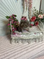 Rosey, a female Shih Tzu for sale in Abilene, TX – 4 of 10