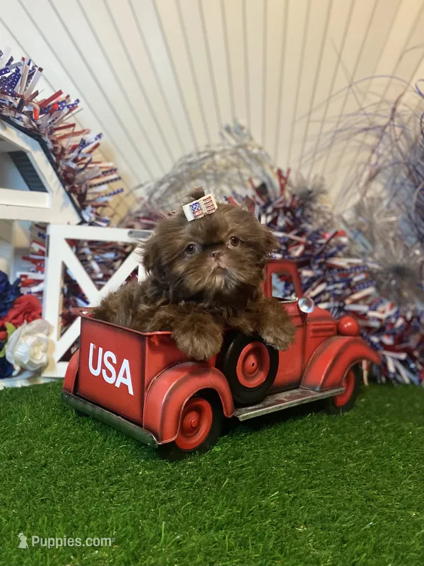 Chocolate Nico  – Shih Tzu puppy for sale in Abilene, TX
