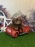 Chocolate Nico , a male Shih Tzu for sale in Abilene, TX – 1 of 10