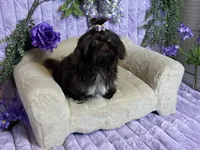 Tippy dark chocolate , a female Shih Tzu for sale in Abilene, TX – 2 of 10