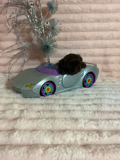 Mommas baby gucci, a female Shih Tzu for sale in Abilene, TX – 8 of 9