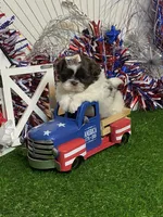 Wesley, a male Shih Tzu for sale in Abilene, TX – 6 of 6