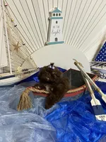Kim chi , a male Shih Tzu for sale in Abilene, TX – 3 of 7
