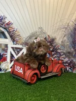 Chocolate Nico , a male Shih Tzu for sale in Abilene, TX – 6 of 10