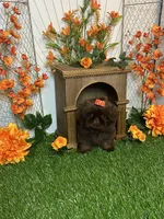 Baby girl gucci, a female Shih Tzu for sale in Abilene, TX – 6 of 9