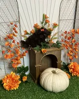 Peter pumpkin eater , a male Shih Tzu for sale in Abilene, TX – 7 of 10