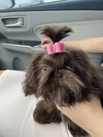 AKC Tyra, a female Shih Tzu for sale in Abilene, TX – 4 of 9
