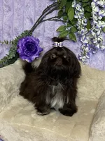 Tippy dark chocolate , a female Shih Tzu for sale in Abilene, TX – 8 of 10