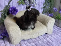 Tippy dark chocolate , a female Shih Tzu for sale in Abilene, TX – 3 of 10