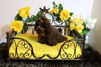 Baby girl gucci, a female Shih Tzu for sale in Abilene, TX – 9 of 10