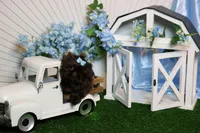 Tiny parsley , a male Shih Tzu for sale in Abilene, TX – Photo 4 of 5