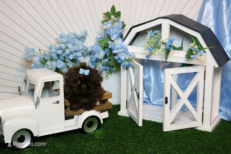 Tiny parsley  – Shih Tzu puppy for sale in Abilene, TX