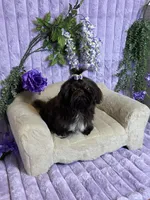 Tippy dark chocolate , a female Shih Tzu for sale in Abilene, TX – 6 of 10