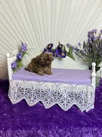 Lilly, a female Shih Tzu for sale in Abilene, TX – 3 of 4