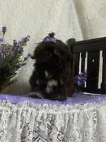 Tippy, a female Shih Tzu for sale in Abilene, TX – 2 of 10