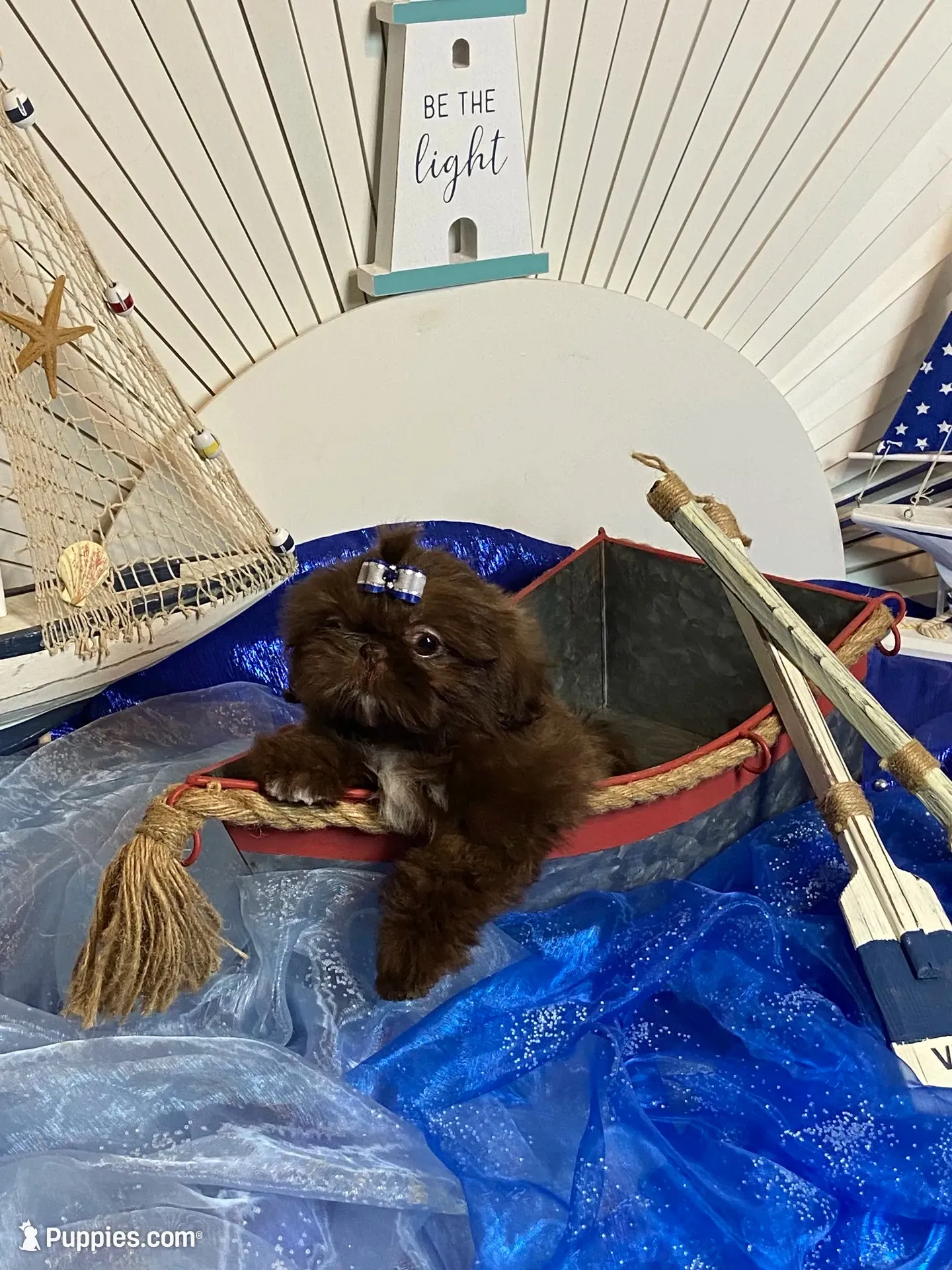 Kim chi , a male Shih Tzu for sale in Abilene, TX – 1 of 7