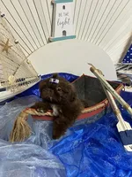 Kim chi , a male Shih Tzu for sale in Abilene, TX – 5 of 7