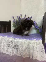 Tippy, a female Shih Tzu for sale in Abilene, TX – 6 of 10