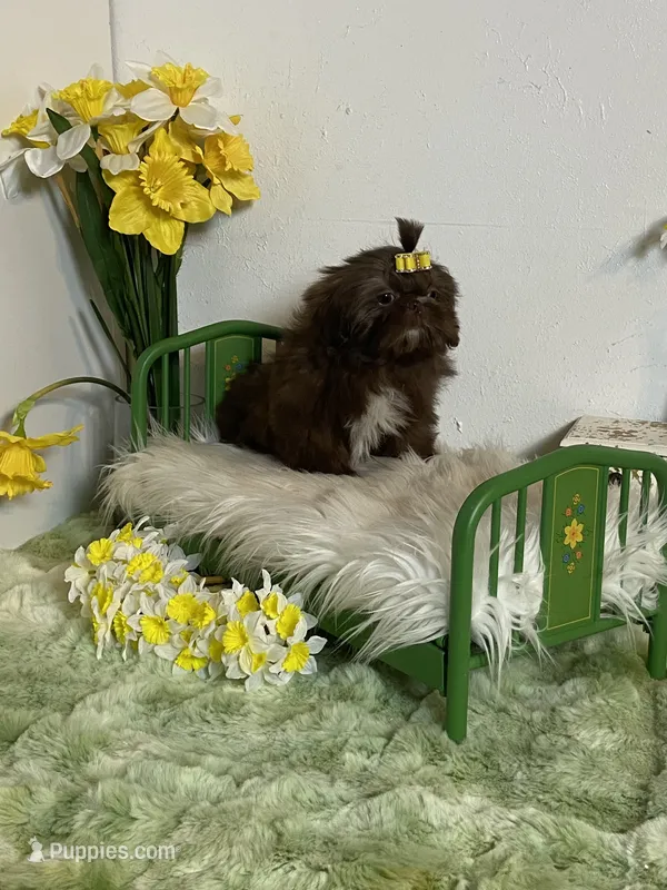 Chocolate Kim chi  – Shih Tzu puppy for sale in Abilene, TX