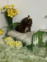 Kim chi, a male Shih Tzu for sale in Abilene, TX – 2 of 6