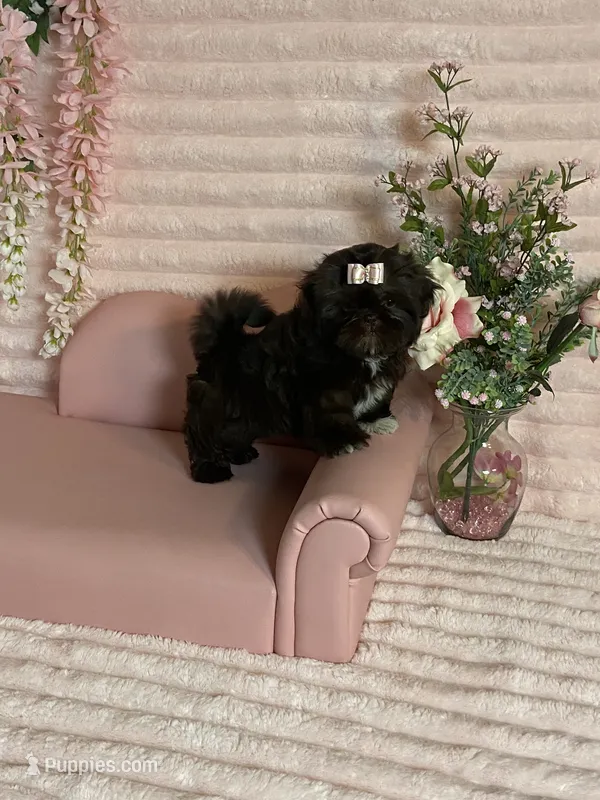Hershey chocolate  – Shih Tzu puppy for sale in Abilene, TX