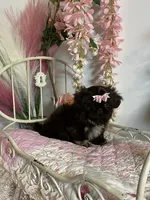 Tippy Coachella , a female Shih Tzu for sale in Abilene, TX – 4 of 10