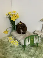 Kim chi, a male Shih Tzu for sale in Abilene, TX – 5 of 6