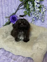 Tippy dark chocolate , a female Shih Tzu for sale in Abilene, TX – 9 of 10