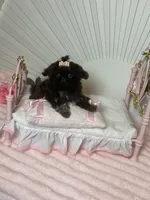 Tippy dark chocolate , a female Shih Tzu for sale in Abilene, TX – 9 of 10