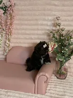 Hershey , a female Shih Tzu for sale in Abilene, TX – 8 of 9