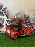 Chocolate Nico , a male Shih Tzu for sale in Abilene, TX – 4 of 10