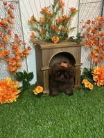 Baby girl gucci, a female Shih Tzu for sale in Abilene, TX – 4 of 9