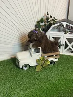 Kim chi, a male Shih Tzu for sale in Abilene, TX – 2 of 10