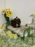 Kim chi, a male Shih Tzu for sale in Abilene, TX – 3 of 6