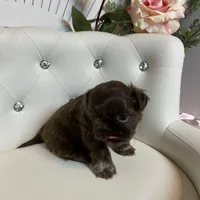 Solid chocolate, a female Shih Tzu for sale in Abilene, TX – Photo 1 of 9