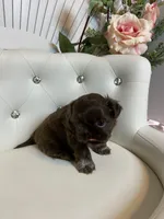 Solid chocolate, a female Shih Tzu for sale in Abilene, TX – Photo 1 of 9