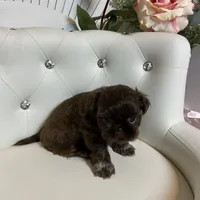 Solid chocolate, a female Shih Tzu for sale in Abilene, TX – Photo 2 of 9