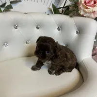 Solid chocolate, a female Shih Tzu for sale in Abilene, TX – Photo 9 of 9