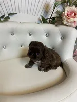 Solid chocolate, a female Shih Tzu for sale in Abilene, TX – Photo 9 of 9