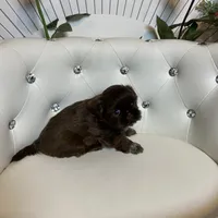 Solid chocolate, a female Shih Tzu for sale in Abilene, TX – Photo 4 of 9