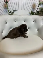 Solid chocolate, a female Shih Tzu for sale in Abilene, TX – Photo 4 of 9