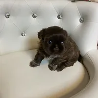 Solid chocolate, a female Shih Tzu for sale in Abilene, TX – Photo 7 of 9