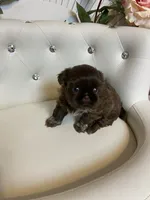 Solid chocolate, a female Shih Tzu for sale in Abilene, TX – Photo 7 of 9